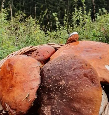 Im Schwarzwald Mit Panorama Blick Kleines Wiesental