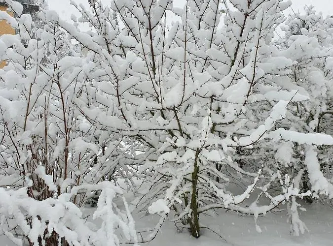 Lägenhet Im Schwarzwald Mit Panorama Blick *