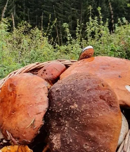 Im Schwarzwald Mit Panorama Blick Kleines Wiesental